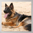 Recherche de chiot de berger allemand posters Bergers allemands