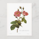 Recherche de rosa cartes postales Fleur
