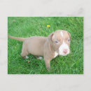 Recherche de chiot pitbull cartes postales Animal