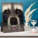 Recherche de raton laveur plaques Animal