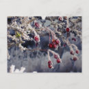 Recherche de givre cartes postales Neige