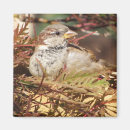 Suche nach spatz magnete Vogel