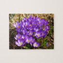 Recherche de crocus pourpre Fleur de printemps