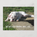 Suche nach boxen postkarten Hund