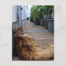 Recherche de fatigué vœux cartes Chats