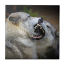 Suche nach yellowstone fliesen Tiere im wilden