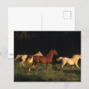 Suche nach drei pferde postkarten Three together