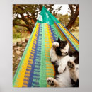 Recherche de chat mexicain posters Jour