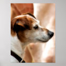 Suche nach jack russell poster Tiere