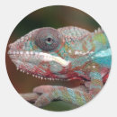 Suche nach chamäleon aufkleber Tier