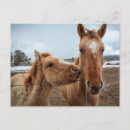 Recherche de julien cartes postales Cheval