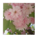 Suche nach kirschbaum fliesen Kirschblüte