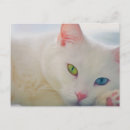 Suche nach liebe meine katze poster Für sie/ihn