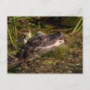 Suche nach amphibien postkarten Natur