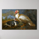 Recherche de deux oiseaux posters Animal