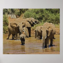 Suche nach afrikanische elefanten poster Afrikanischer elefant