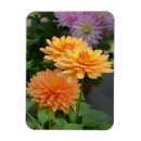 Suche nach orange blume magnete Natur
