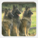Suche nach schäferhunde aufkleber Hirten