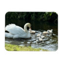 Recherche de cygne magnets Sauvagine