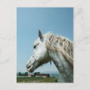 Recherche de étalon blanc cartes postales Cheval