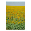 Recherche de gisement d posters Tournesol
