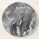 Recherche de veau dessous de verres Éléphant