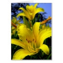 Recherche de hémérocalle cartes postales Floral