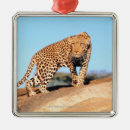 Suche nach gepard ornamente Wild lebende tiere