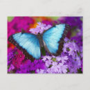 Recherche de papillon tropical cartes postales Coloré