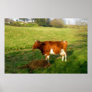 Recherche de guernesey posters Vache