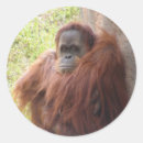 Recherche de singer autocollants Nature