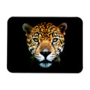 Recherche de jaguars magnets Panthère onca