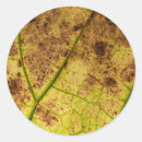 Recherche de veines autocollants Feuille