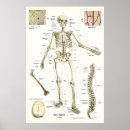 Suche nach menschliches skelett poster Anatomie