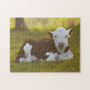 Suche nach kalb puzzle Fotografie