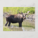 Recherche de suede cartes postales Brun