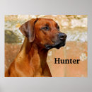 Suche nach ridgeback poster Haustier