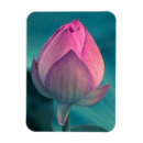 Recherche de fleur lotus magnets Pétale