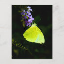 Suche nach gelber schmetterling postkarten Blume