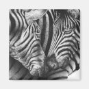 Suche nach und schwarzer zebra magnete Schwarzes