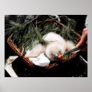 Recherche de poules et poussins art Oiseaux