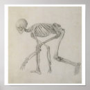 Recherche de posture posters Squelette