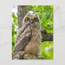 Recherche de jeune hibou cartes postales Bébé