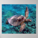 Suche nach honu schildkröte poster Schildkröten