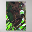 Suche nach tarsier poster Kochen