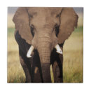 Recherche de image de couleur carreaux Éléphant d'afrique