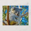 Suche nach koala postkarten Tourismus