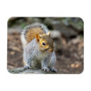 Recherche de écureuil magnets Animal