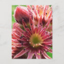 Recherche de bourgeon Fleur rose