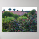 Suche nach mittelmeer poster Natur